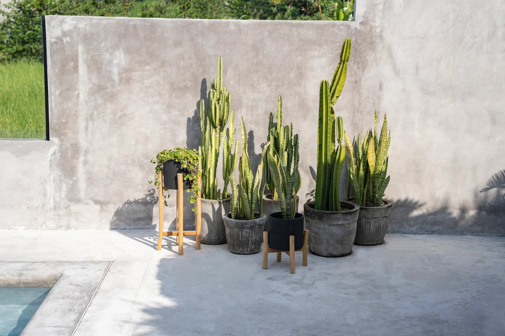 Cactussen en sanseveria in potten tegen een betonnen muur, badend in zonlicht, naast een helder zwembad.