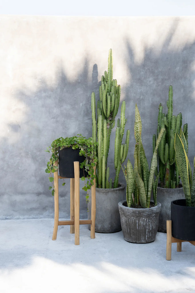 Moderne binnenplaats met diverse cactussen in grijze potten en een plant in zwarte pot op houten standaard.