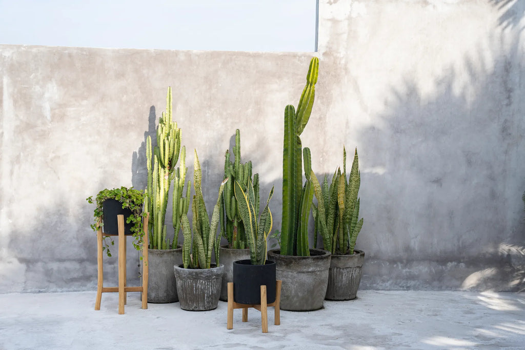Diverse potplanten, waaronder cactussen, tegen een betonnen muur in zonlicht, op een lichtgrijze vloer.