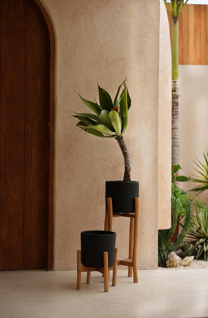 Strakke moderne kamerplant in zwarte pot met houten standaard voor beige gewelfde muur naast houten deur.