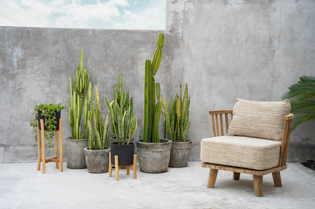 Cactussen in potten naast houten stoel met kussens voor betonnen muur onder blauwe lucht. Rustieke sfeer.