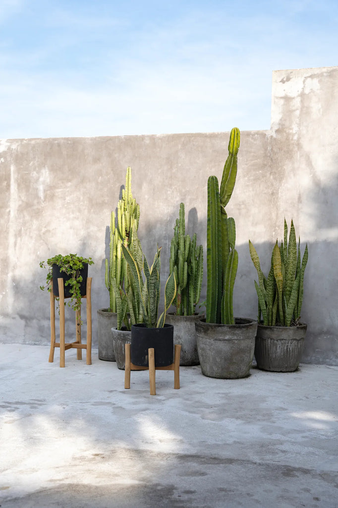 Cactussen en planten in betonnen potten staan tegen een grijze muur op een zonnige, minimalistische binnenplaats.