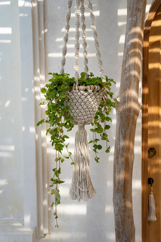 Hanger met groene plant in macramé houder, tegen een zonnige witte muur met houtaccent, toont natuurlijke charme.