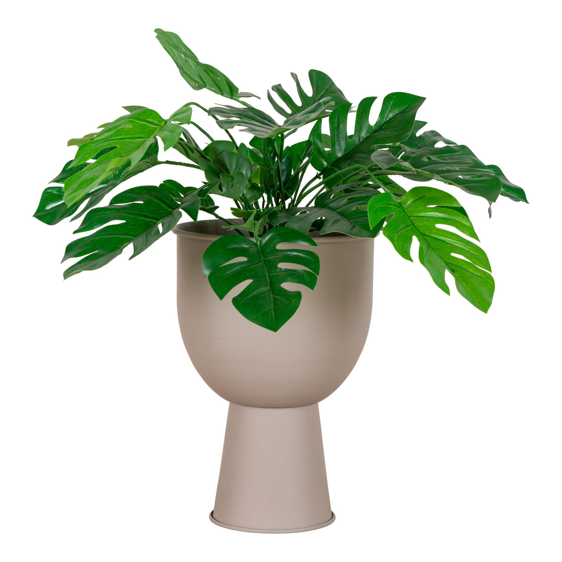 Groene Monstera plant in een hoge, beige sierpot met voetstuk, gedetailleerd en frisgroen blad.